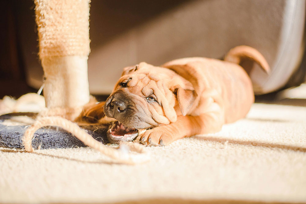 The Cutest Growing Addition to Rental Properties: Benefits of Considering Fido